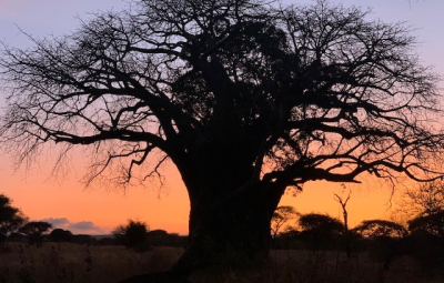 Kilimanjaro: Team Enjoys Final Day at Tarangire