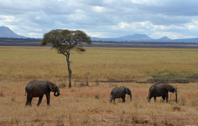 Kilimanjaro: Tucker & Team’s First Safari Stop - Lake Manyara