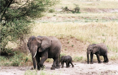 Kilimanjaro: Grom & Team Safari in the company of Elephants