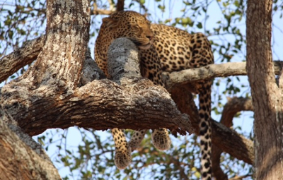 Kilimanjaro: Hahn & Team tour Maasai Village and Explore Tarangire National Park