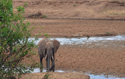 Kilimanjaro: Grom & Team Wrap Up Their Safari at Tarangire National Park