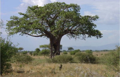 Kilimanjaro: Hahn & Team Finish the Big Five at Tarangire