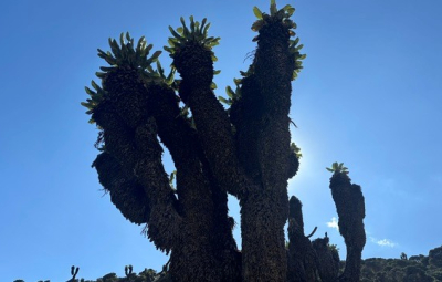 Kilimanjaro: Team Climbs Lava Tower