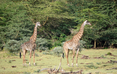 Kilimanjaro: Tucker & Team Visit Masai Village