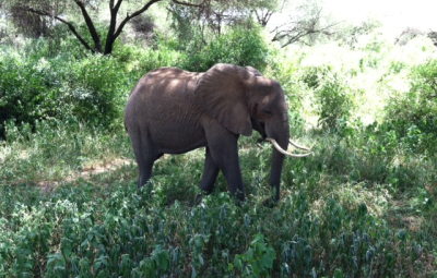 Kilimanjaro: A Visit to Lake Manyara