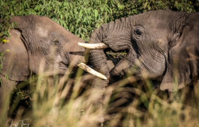 Kilimanjaro: Team Visits the Ngorongoro Crater