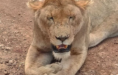 Kilimanjaro: Waterfall & Team Encounter the Lions of Ngorongoro Crater