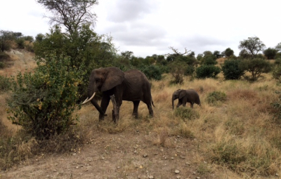 Kilimanjaro: Grom & Team Finish with Spectacular Game Viewing in Tarangire National Park