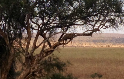 Kilimanjaro: Grom & Team Finish Safari with Not One, But Five Leopard Sightings!