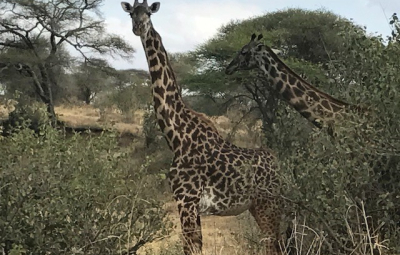 Kilimanjaro: Okita and Team Say Goodbye to Africa